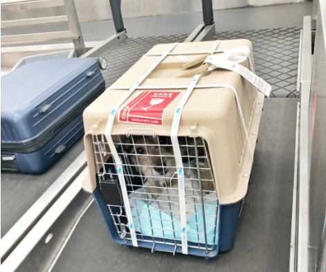 德阳宠物托运 宠物托运公司 机场宠物托运 宠物空运